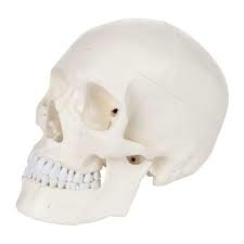 Lifesize Skull (SKU 10480304247)