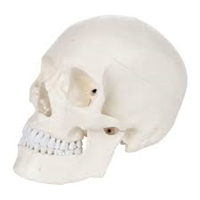 Lifesize Skull